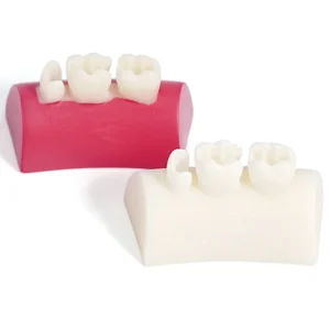 Oral dental models, white red resin practice dental